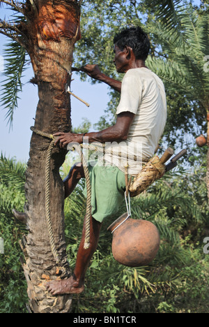 Wilden Dattelpalmen oder Khejur (Phoenix Sylvestris) für Palm-Saft für die Herstellung von Palm-Zucker angezapft wird. Stockfoto