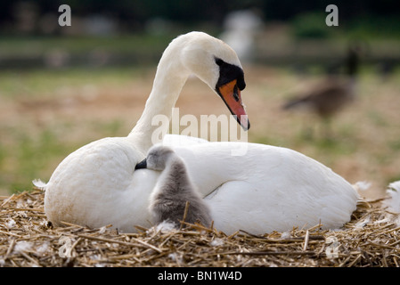 Höckerschwan Cygnus Olor einzigen Erwachsenen mit Cygnet auf Nest Abbotsbury Swannery, Dorset, Großbritannien Stockfoto