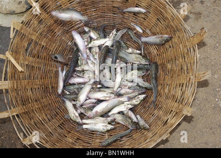 Frischer Fisch gefangen im Netz aus Flüssen in der Nähe von Atarwani Dorf, Madhya Pradesh Stockfoto