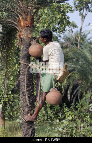 Wilden Dattelpalmen oder Khejur (Phoenix Sylvestris) für Palm-Saft für die Herstellung von Palm-Zucker angezapft wird. Stockfoto