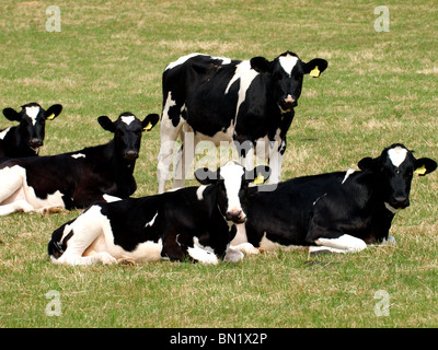 Kühe - Ochsen, Cornwall Stockfoto