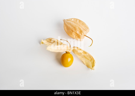 Kap-Stachelbeere (Physalis Peruviana) Stockfoto