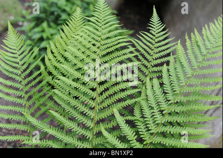 Ostrich Fern Matteuccia struthiopteris Stockfoto