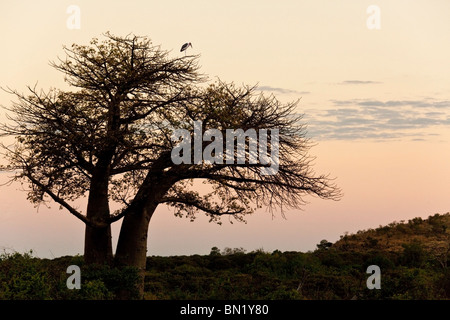 Schlafplatz in einem Baobab-Baum (Affenbrotbäume Digitata) in der Abenddämmerung im Bereich Savuti Botswanas Marabou Storch (Leptoptilos Crumeniferus) Stockfoto