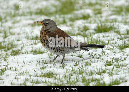 Fütterung auf Apfel im Schnee Turdus Pilaris Wacholderdrossel Stockfoto