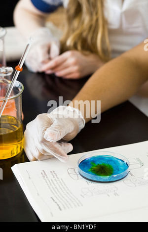 Schüler, die Durchführung von wissenschaftliches Experiment mit Petrischale Stockfoto