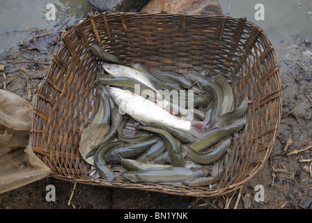 Frischer Fisch gefangen im Netz aus Flüssen in der Nähe von Atarwani Dorf, Madhya Pradesh Stockfoto