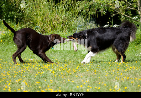 Hunde spielen Border Collie und brauner Labrador spielen Portesham, Dorset, Großbritannien Stockfoto