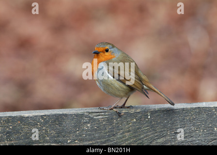 Klassisches Portrait von einem Robin Erithacus rubecula Stockfoto