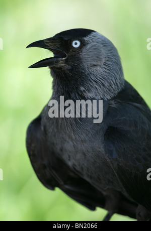 Dohle Corvus Monedula Porträt von einzelnen Erwachsenen UK Stockfoto