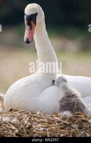 Höckerschwan Cygnus Olor einzigen Erwachsenen mit Cygnet auf Nest Abbotsbury Swannery, Dorset, Großbritannien Stockfoto