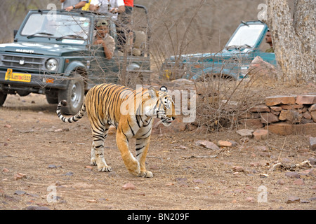 Touristenfahrzeuge nach ein Tiger auf einer Tiger-Safari in Ranthambhore Tiger reserve Stockfoto