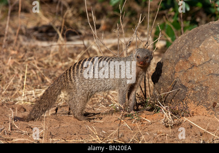 Ein Banded Mungo (Mungos Mungo) im Chobe Nationalpark in Botswana Stockfoto