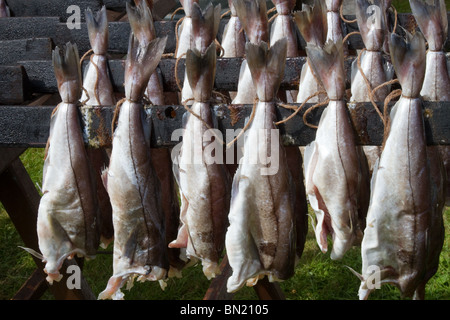 Gekochter Schellfisch fisch Smokies, Spink geräuchert Spezialität Meeresfrüchte erhalten, Arbroath in Angus, Schottland Stockfoto