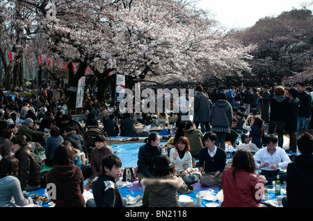 Menschen, die Kirschblüte Betrachtung im Ueno Park genießen Stockfoto