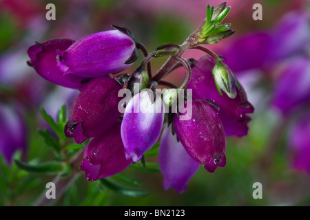 Erica Cinerea, Juni blühenden Glück schottische Bell-Heather, Aberdeenshire, UK Stockfoto