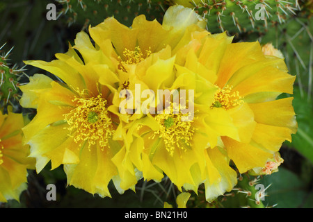 Gelbe Opuntia Kaktus Blumen hautnah Stockfoto