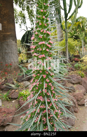 Der Tower of Jewels Pflanze, Echium Wildpretii ist eine Krautartige zweijährige Pflanze, die auf den Kanarischen Inseln endemisch ist. Stockfoto