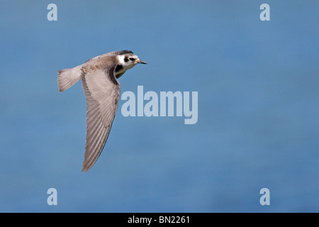 Black Tern im Winterkleid im Flug Stockfoto