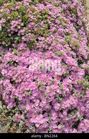 Lampranthus Piquetbergensis, ist eine Eis-Pflanze saftig in der Familie Mittagsblumengewächsen. Spektakulär bunte Blüten bedecken die Pflanze. Stockfoto