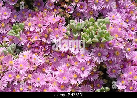 Lampranthus Piquetbergensis, ist eine Eis-Pflanze saftig in der Familie Mittagsblumengewächsen. Spektakulär bunte Blüten bedecken die Pflanze. Stockfoto