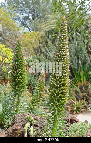 Der Tower of Jewels Pflanze, Echium Wildpretii ist eine Krautartige zweijährige Pflanze, die auf den Kanarischen Inseln endemisch ist. Stockfoto