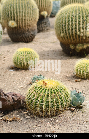 Echinocactus Grusonii oder Golden Barrel Cactus ist eine bekannte Spezies heimisch in Zentral-Mexiko. Stockfoto