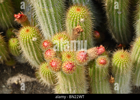 Notocactus Leninghausii, Golden Ball Kaktus. Stockfoto