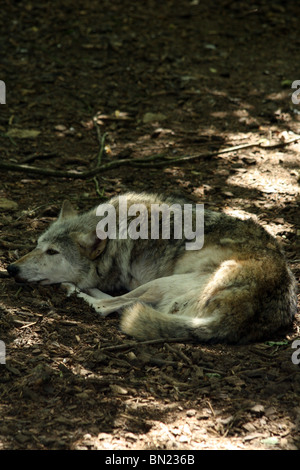 Kanadische Timberwolf ausruhen im Schatten Stockfoto