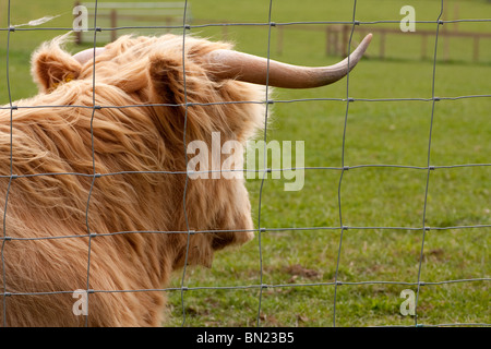 Highland Kuh in einem windigen Feld neben einem Zaun Stockfoto