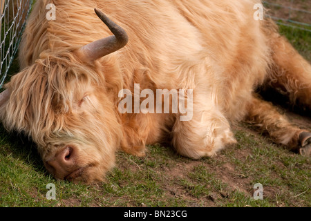 Highland Cow schlafend in einem Feld neben einem Zaun Stockfoto