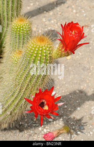 Echinopsis Huascha, gemeinhin als Red Torch Kaktus stammt aus Argentinien. Stockfoto