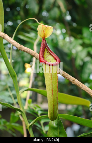 Fleischfressende Kannenpflanze der Gattung Nepenthes. Stockfoto