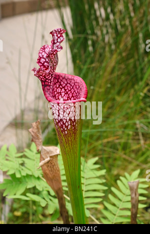 Sarracenia Purpurea, die lila fleischfressende Kannenpflanze. Stockfoto