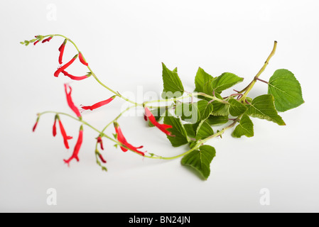 Ananas-Salbei (Salvia Elegans) Stockfoto