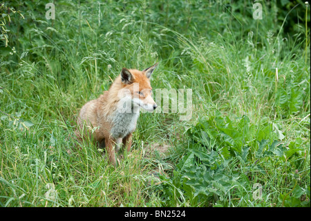 Rotfuchs bei der British Wildlife Center Stockfoto