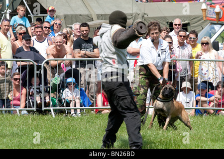 K9 Polizeihund mit Schutzhülse in Mund Stockfoto, Bild: 18989497 - Alamy