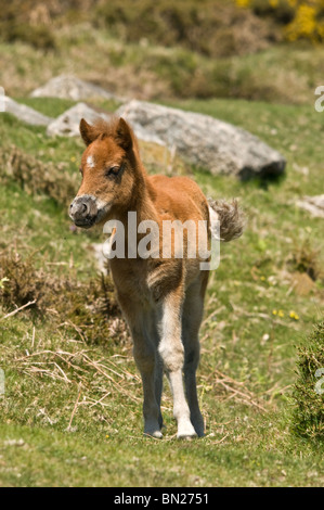 Dartmoor Fohlen Anschluss an die Herde. Stockfoto