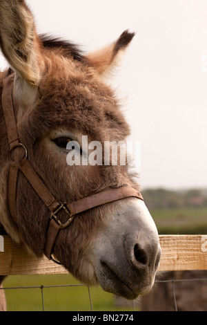 Esel ruhen seine Kopf auf einem Zaun außerhalb Stockfoto