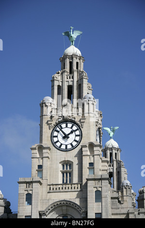 Stadt von Liverpool, England. Nahaufnahme von der Clock Tower und zwei Carl Bernard Bartels entwickelt, Liver Birds. Stockfoto