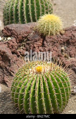 Echinocactus Ingens oder Visnaga Kaktus ist ein großes Fass Kaktus. Stockfoto