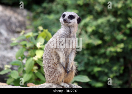 Erdmännchen auf einem Felsen sitzen Stockfoto