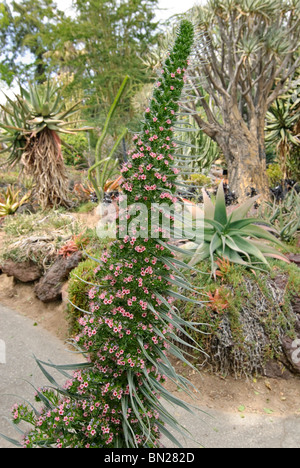 Der Tower of Jewels Pflanze, Echium Wildpretii ist eine Krautartige zweijährige Pflanze, die auf den Kanarischen Inseln endemisch ist. Stockfoto