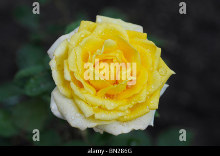 Hybride Terose - gelb. Stockfoto