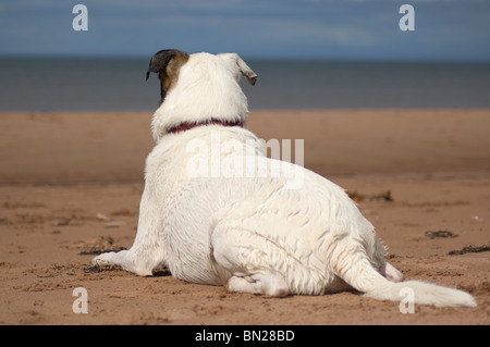 Einen wachsamen Hund an einem roten Sandstrand in St. Lawrence, Prince Edward Island, Kanada. Stockfoto