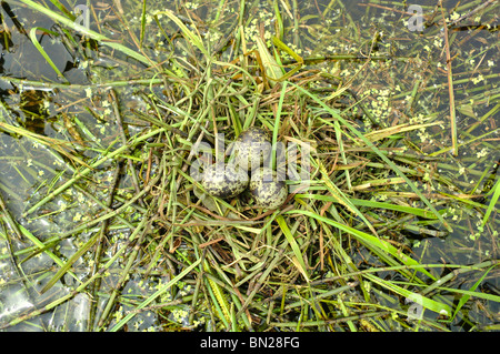 Weiß-winged Black Tern's(Chlidonias leucopterus) Nest und Ei Stockfoto