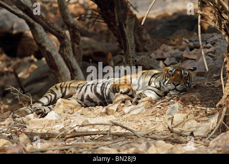 Tiger schlafen unter einem Baum Schatten in Ranthambhore National Park, Indien Stockfoto