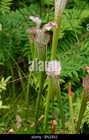 Sarracenia Leucophylla, die weißen fleischfressende Kannenpflanze. Stockfoto