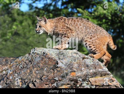 Bobcat stalking seine Beute Stockfoto