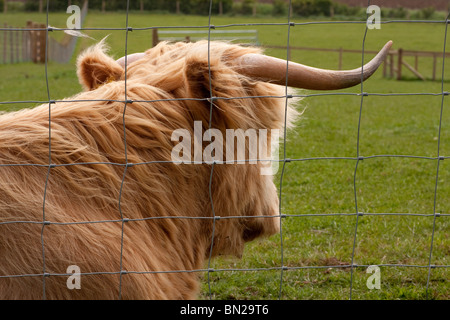 Highland Kuh in einem windigen Feld neben einem Zaun Stockfoto